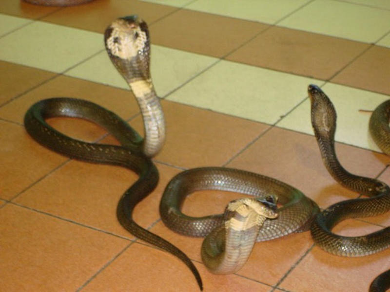 Mộng thấy con rắn vào nhà người khác
